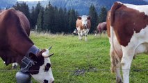 Les vaches aux Glières