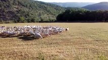 Une attaque de chiens sur un troupeau de brebis près de Cahors