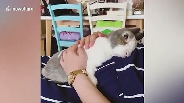 Adorable rabbit loves cuddling with his owner
