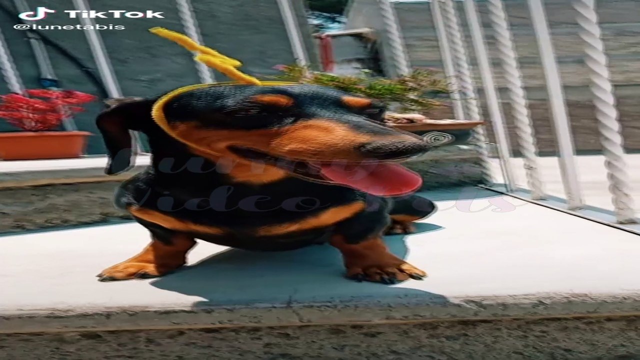 VÍDEO RECOPILATORIO DE VÍDEOS GRACIOSOS DE MASCOTAS (TIK TOKS) - PARTE 1.mp4