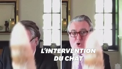 Ce chat a interrompu un député en pleine visioconférence avec des ministres