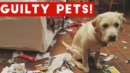 Funniest Guilty Pet Videos Weekly Compilation 2017 _ Funny Pet Videos