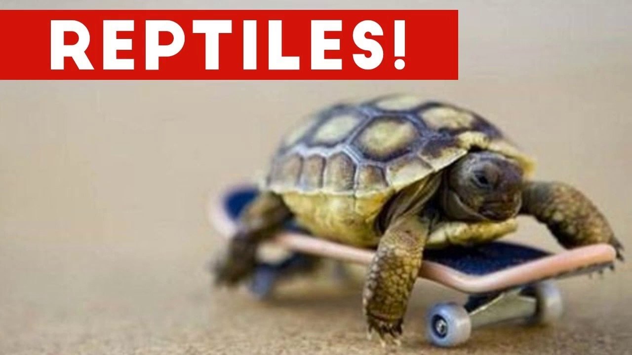 Funniest Lizard & Reptile Blooper & Reaction Videos of 2017 Weekly Compilation _ Funny Pet Videos