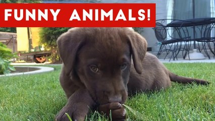 Funniest Pet Clips, Bloopers & Moments Caught On Tape 2017 _ Funny Pet Videos