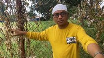 Raja Musyrik Raja Dukun Menantang Gus Idris Duel di Siang Bolong