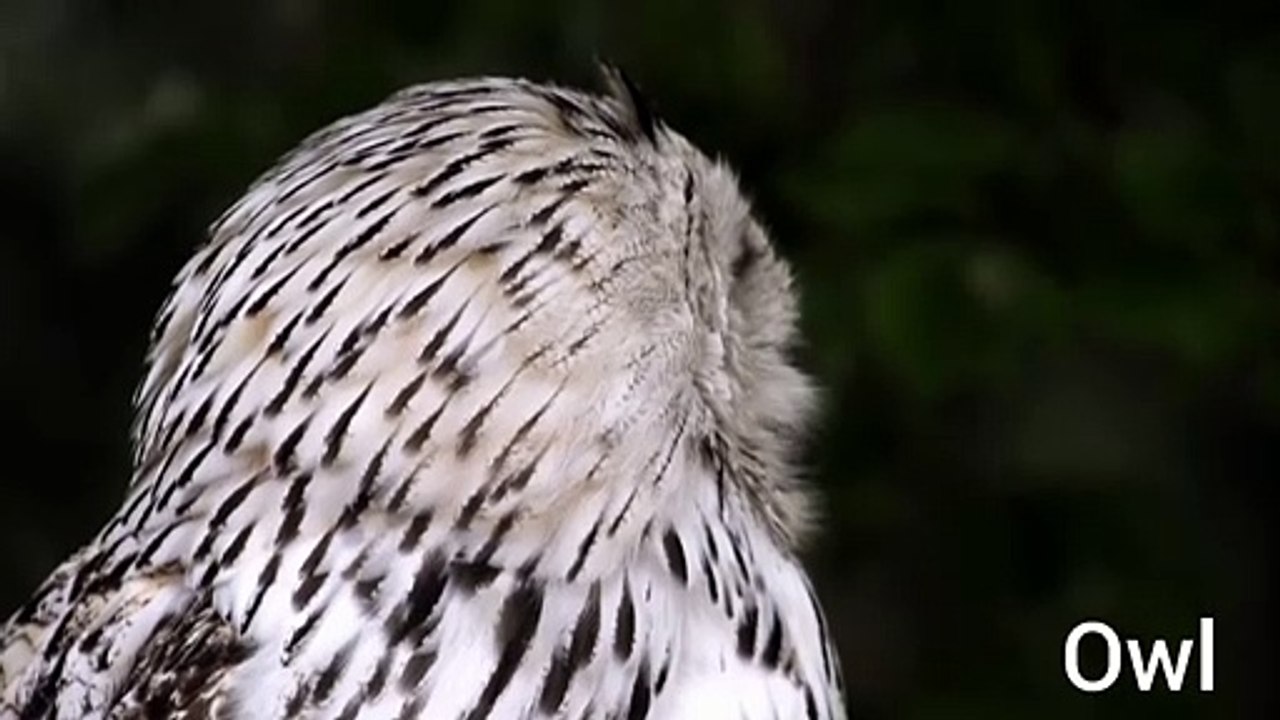 Owl