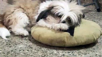 Cute sleeping shih tzu.