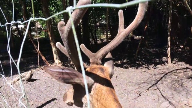 Oz le cerf, au Parc animalier Sud-Gironde, Landiras (Gironde)