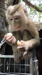 The monkey eats quail eggs so cute
