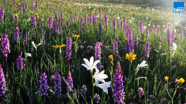 La pelouse sommitale du Mont Aiguille, une exception dans le massif du Vercors