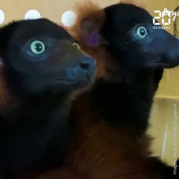 Singapour : Naissance rare de deux varis roux au zoo, une espèce de lémuriens particulièrement menacée