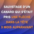 Sauvetage d’un canard qui s’était pris une flèche dans la tête 3 mois auparavant