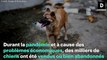 En Indonésie, cette médecin sauve les chiens abandonnés et vendus pour leur viande pendant la crise sanitaire