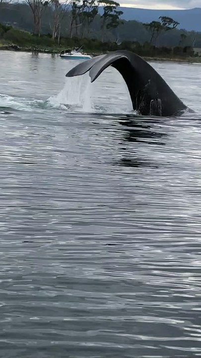 Whale Lets the Fluke Fly