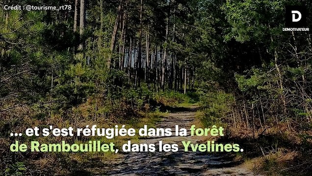 Dans la forêt de Rambouillet, une centaine de kangourous sauvages vit paisiblement depuis 40 ans