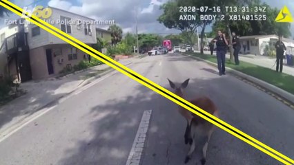 Kangaroo Captured After Being Seen Hopping Around Florida
