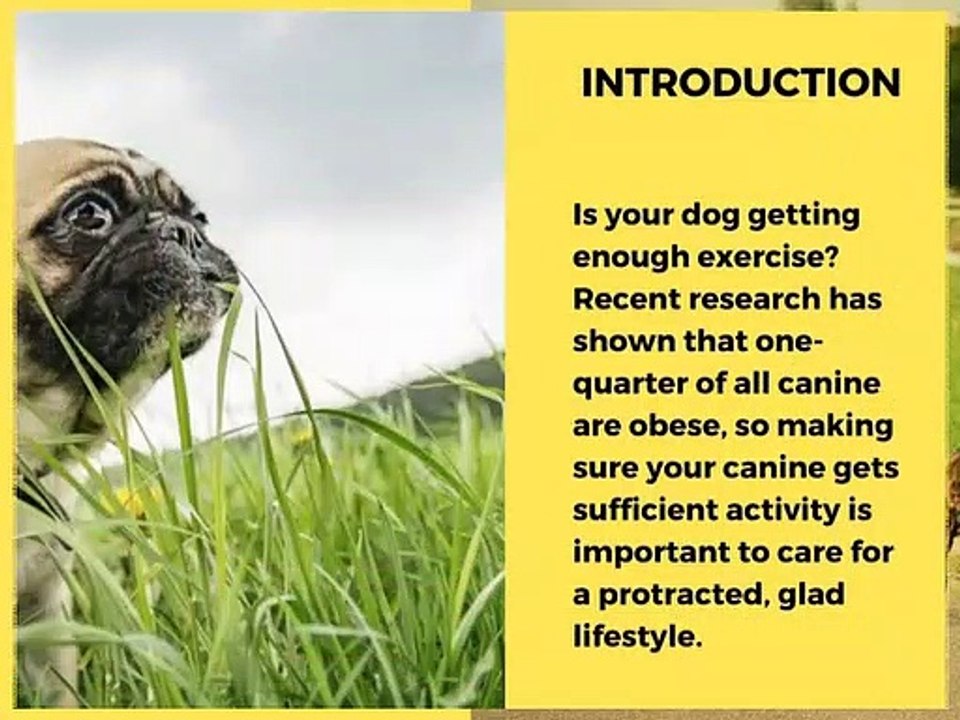 How Much Exercise Does your Dog Need