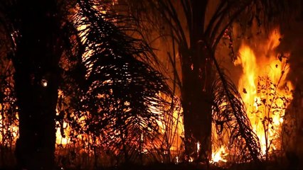 Advertência de investidores pressiona Bolsonaro a preservar a Amazônia