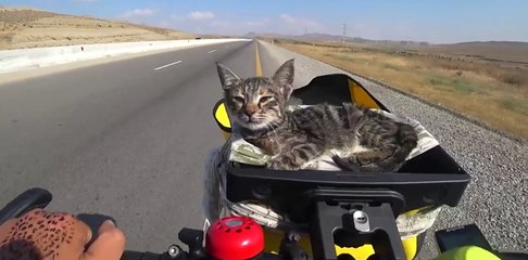 Rescatan a un hambriento y lo convierten en un su compañero de viaje