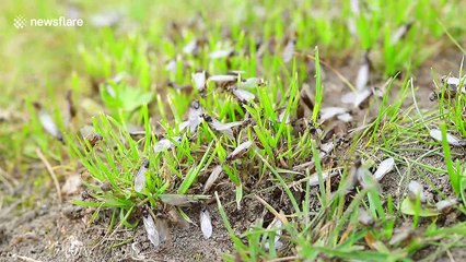Army of Flying Ants invades a residential property in Leeds
