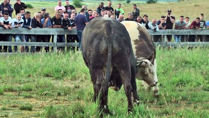 MRKONJA BRISE DERVISICA BRILJIRAO U GRACIMA 2020 NOVA VELIKA NADA