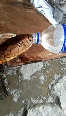 Thirsty Snake Guzzles from Water Bottle