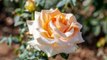 Plant 'Marilyn Monroe' Hybrid Tea Roses for Peachy Blooms