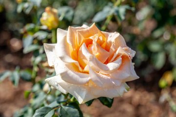 Plant 'Marilyn Monroe' Hybrid Tea Roses for Peachy Blooms