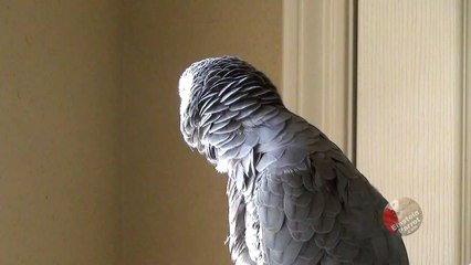 Parrot counting in a random order is hilarious!