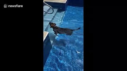 Sneaky dog breaks 'no pool' rule to cool from hot New Jersey weather