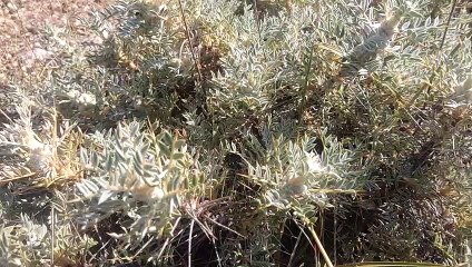 Hiç geven dikeni bitkisi otunu gördün mü geven bitkisi videoları