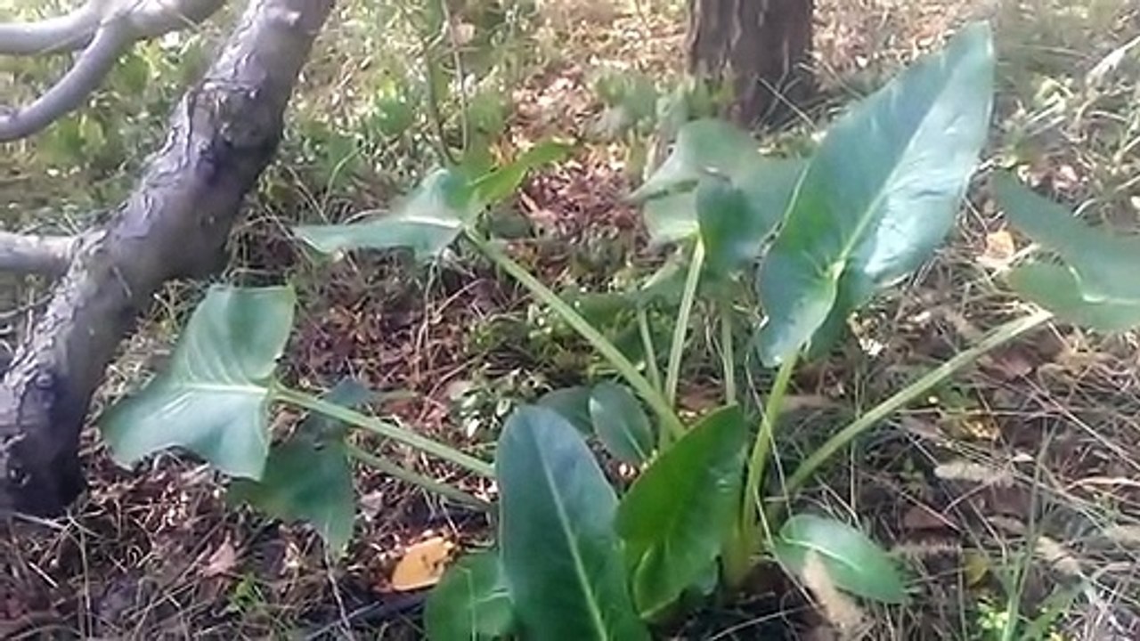 Viral enfeksiyon hastalıkları bulaşıcı salgın hastalıklar ve cilt hastalıkları için yılan yastığı