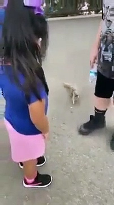 Esquilo segue humano e implora por água. É um copinho de água se faz favor...
