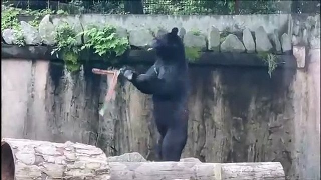 Cet ours est champion d'arts martiaux