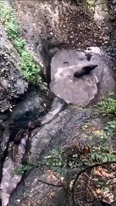 Une famille de sangliers fait du canyoning sauvage !