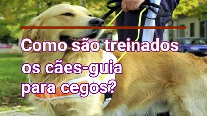 Como são treinados os CÃES GUIA para cegos? 