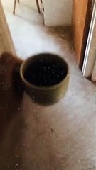 Wife Surprising Husband With Coffee Fail