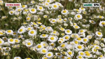 JOYFUL GUITAR MUSIC - MÚSICA ALEGRE DE GUITARRA