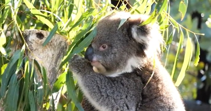 Koalas regresan a su hábitat tras los devastadores incendios en Australia