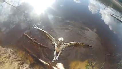 Un balbuzard pêcheur pris dans du fil de pêche