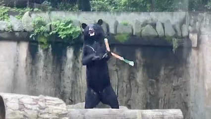 Un ours fait du nunchaku