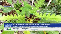 Monstera Jadi Gengsi, Untung Bisnisnya Nggak Main-main!