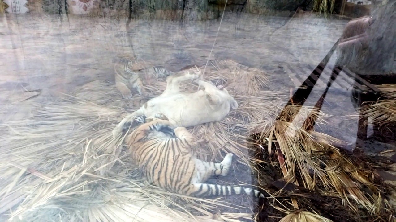 Whitel Lion and Tiger in Aslan Park Tuzla, Turkey