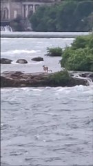 Un cerf de Virginie est coincé sur une petite île en haut des chutes Niagara depuis un an