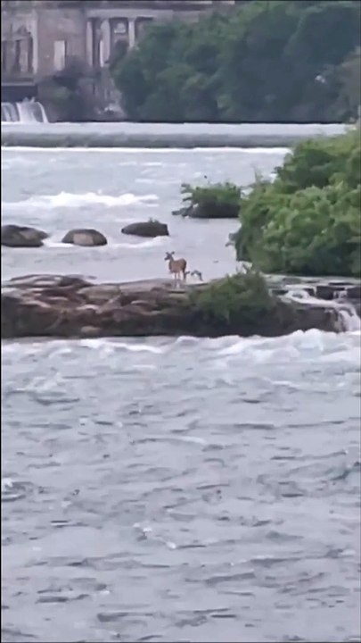 Un cerf de Virginie est coincé sur une petite île en haut des chutes Niagara depuis un an