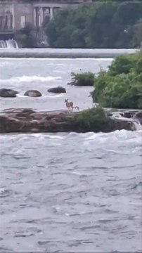 Un cerf de Virginie est coincé sur une petite île en haut des chutes Niagara depuis un an
