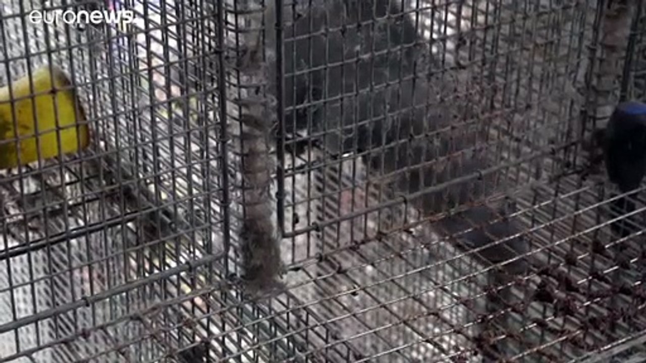 Corona-Infektion: Mehr als 90.000 Nerze werden getötet