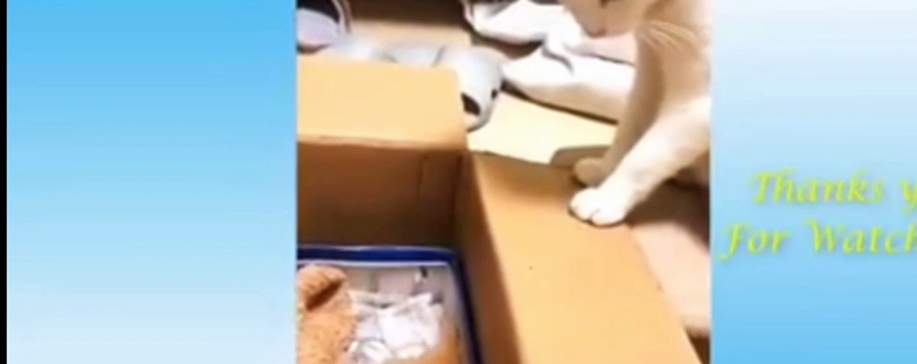 Cute animals funny videos.