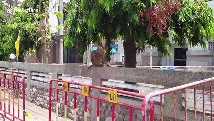 Turncoat monkey guards town hall taken over by primates in Thailand