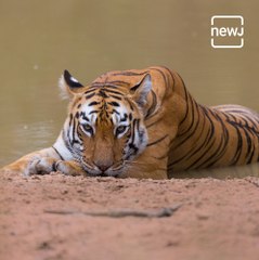 #Bhatkanti - Tadoba : Maharashtra's Oldest And Largest National Park